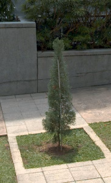 tree photo