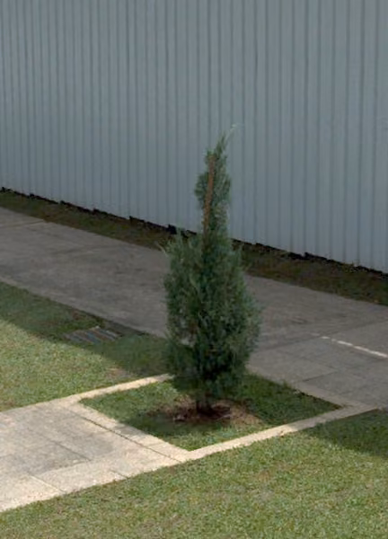 tree photo
