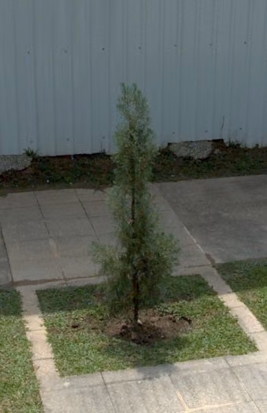 tree photo
