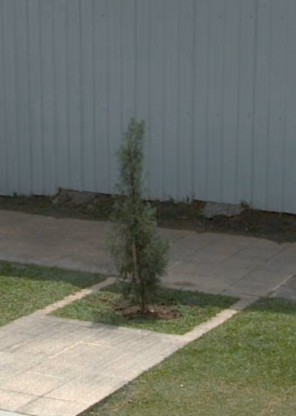 tree photo