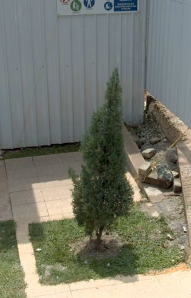 tree photo