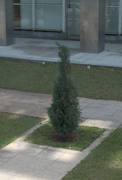 tree photo