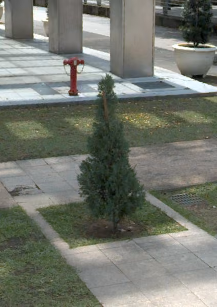 tree photo