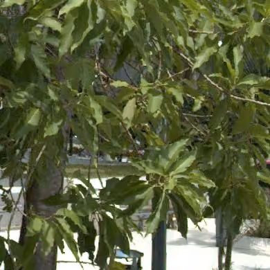 tree photo