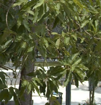 tree photo