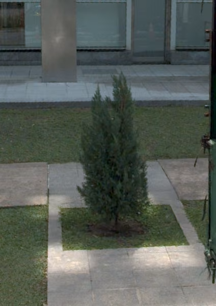 tree photo