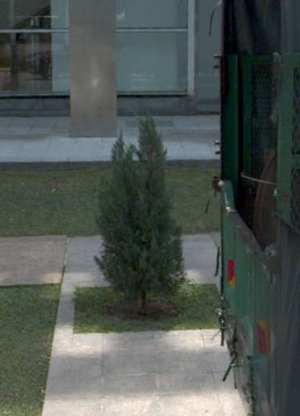 tree photo