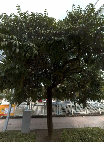 tree photo