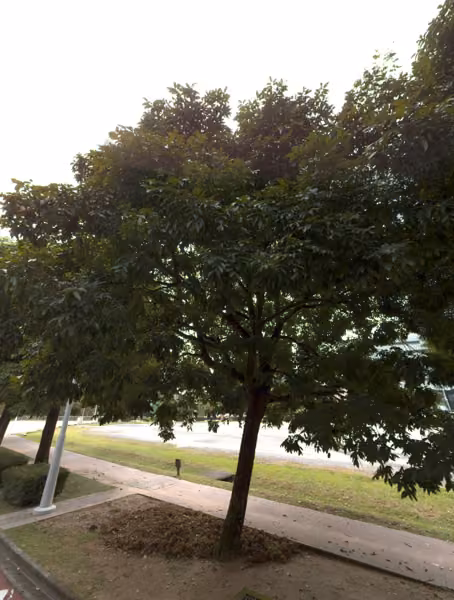 tree photo