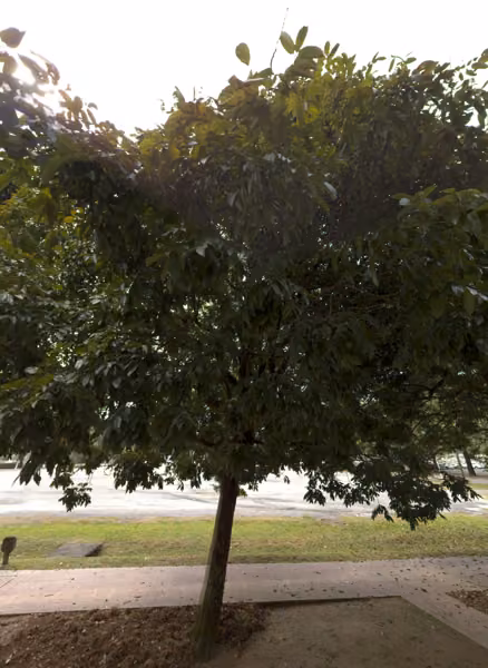 tree photo