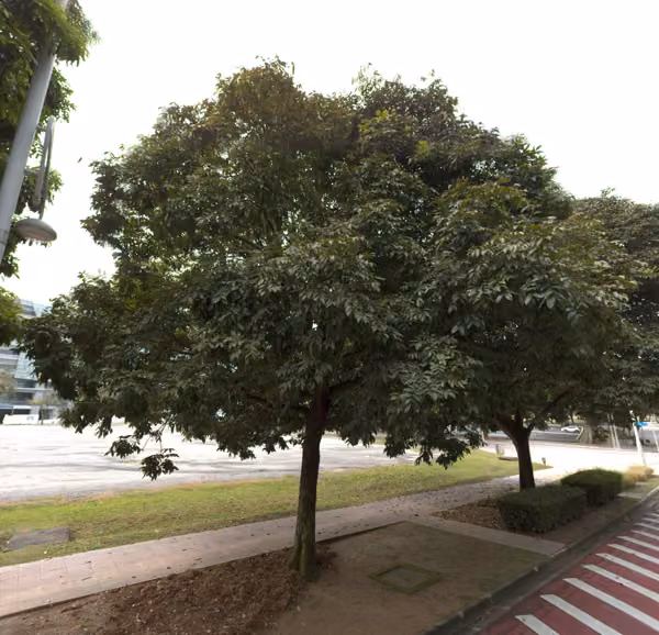 tree photo
