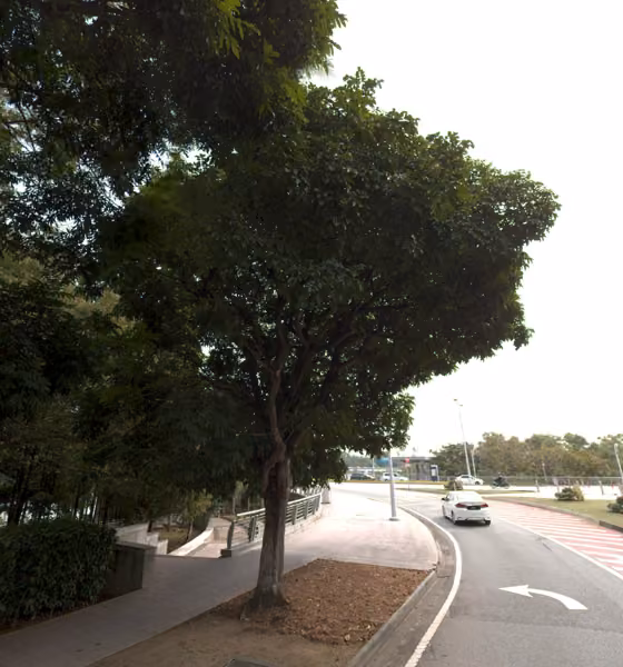 tree photo
