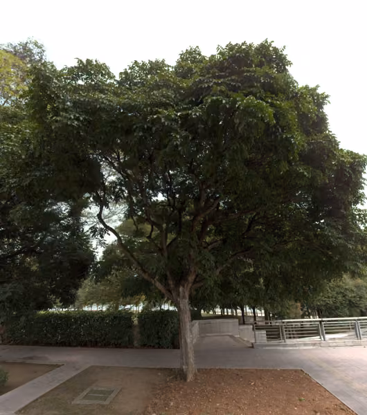 tree photo
