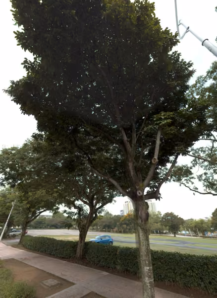 tree photo