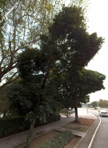 tree photo