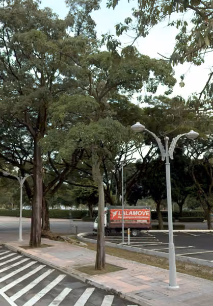 tree photo