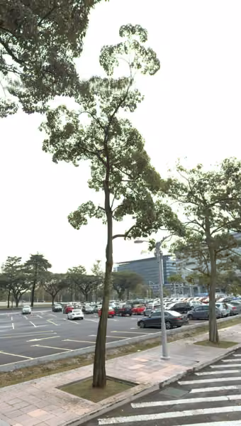 tree photo