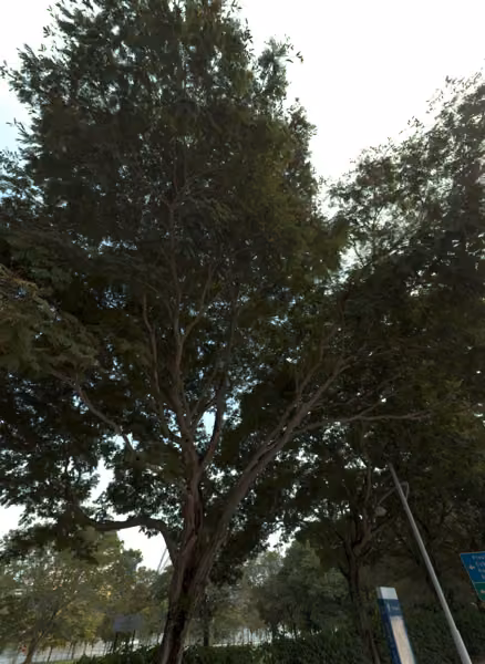 tree photo
