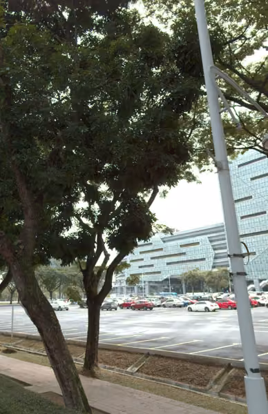 tree photo