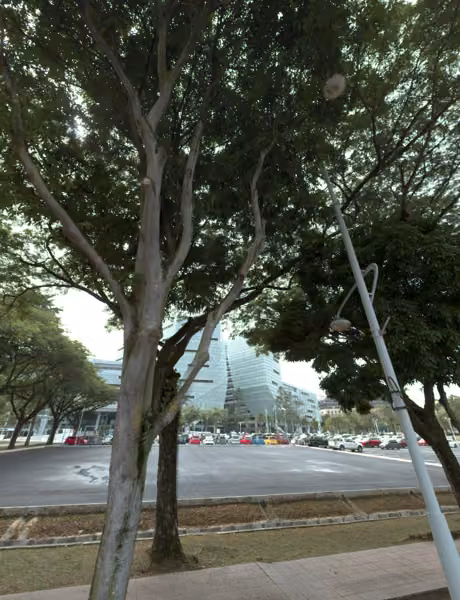 tree photo