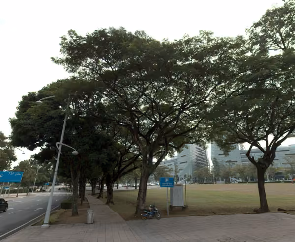 tree photo