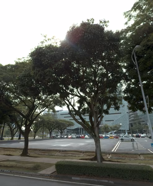 tree photo