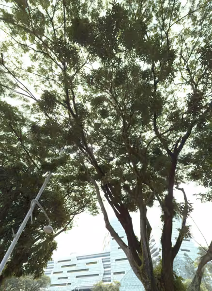 tree photo