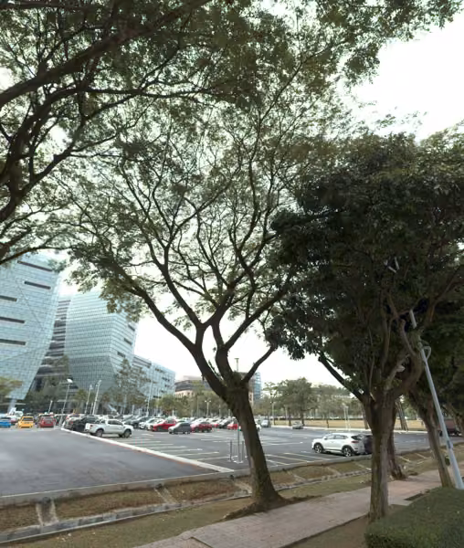 tree photo