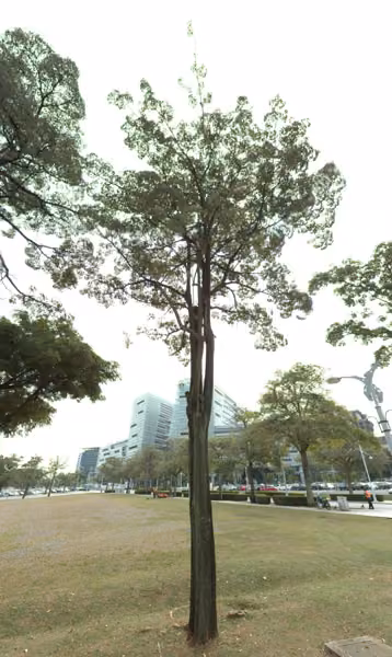 tree photo