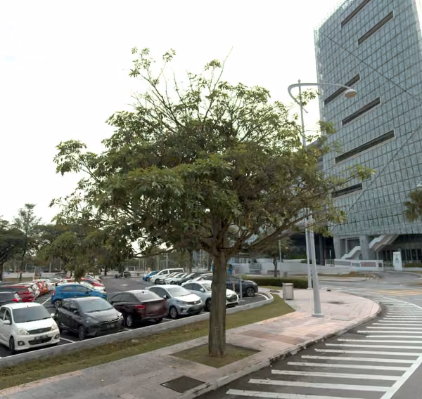 tree photo