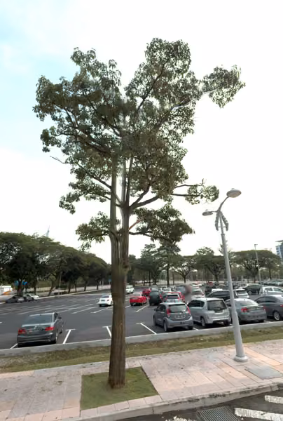 tree photo