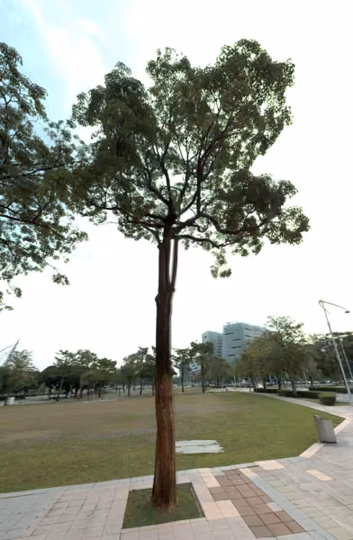 tree photo