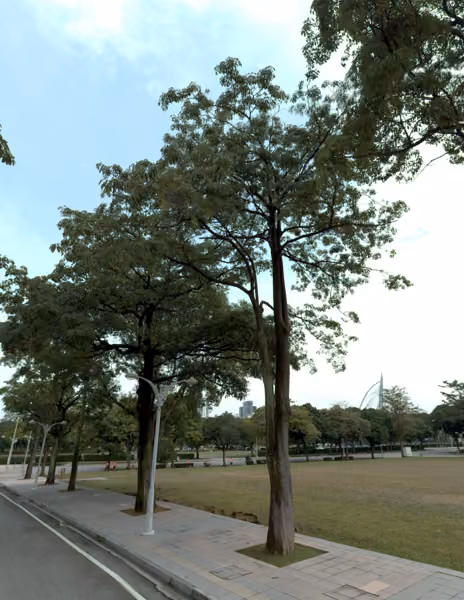 tree photo
