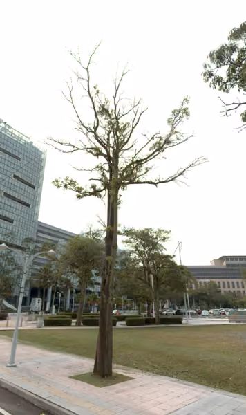 tree photo