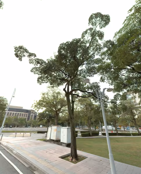 tree photo