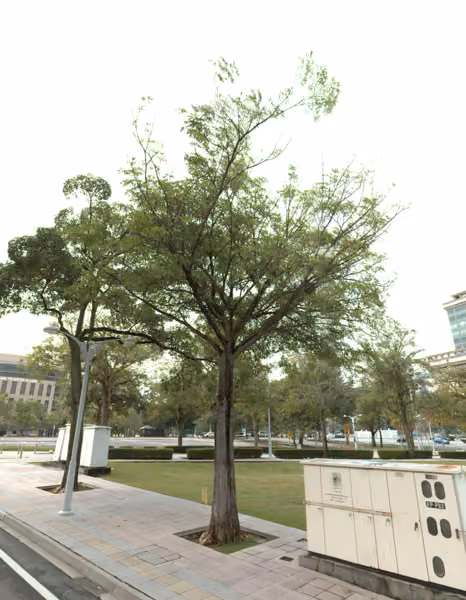 tree photo