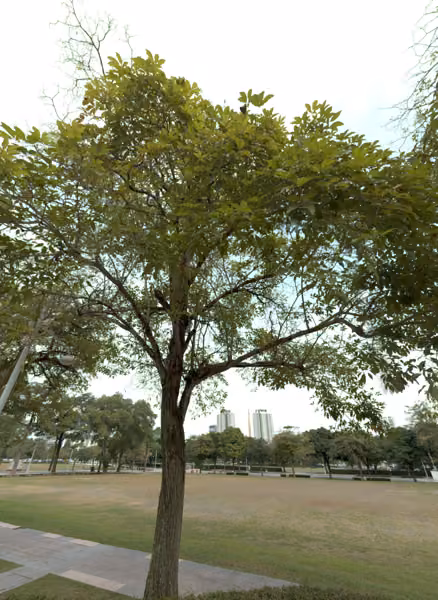 tree photo