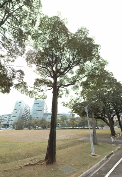tree photo
