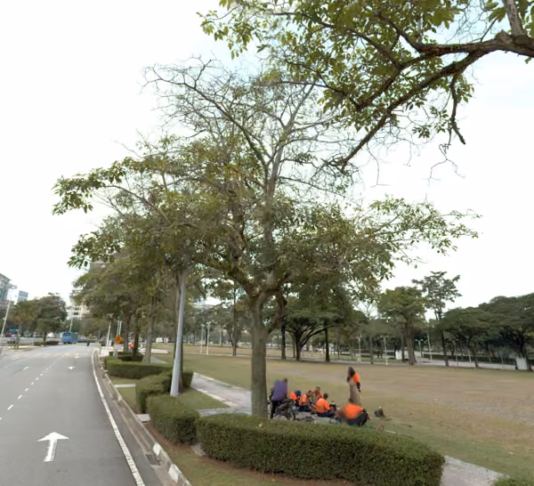 tree photo