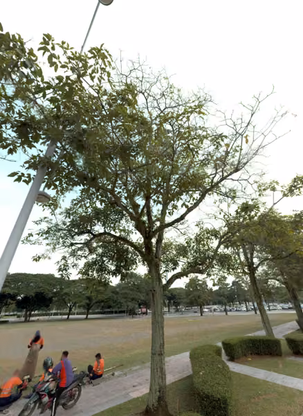 tree photo