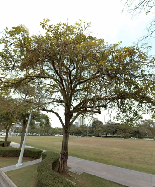 tree photo