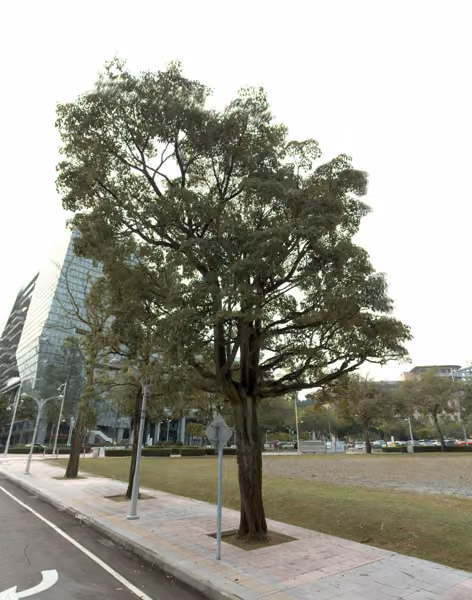 tree photo