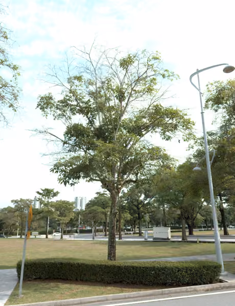 tree photo
