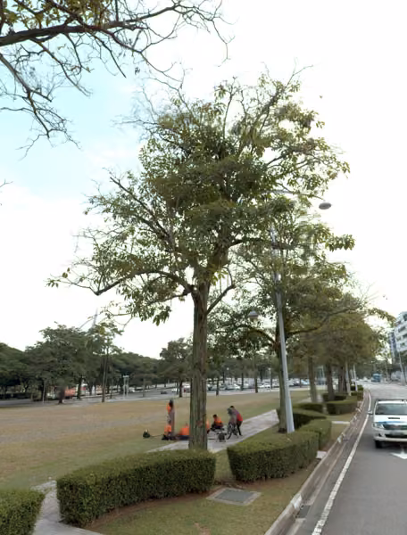 tree photo