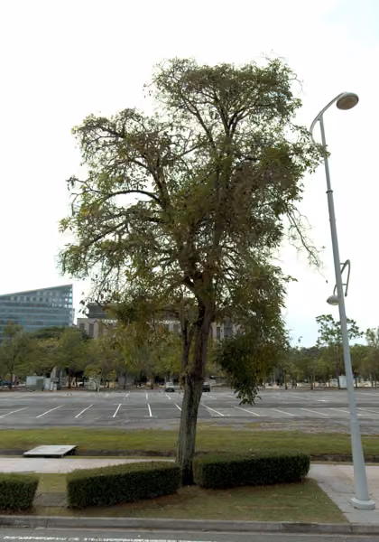 tree photo