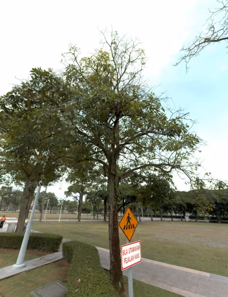 tree photo