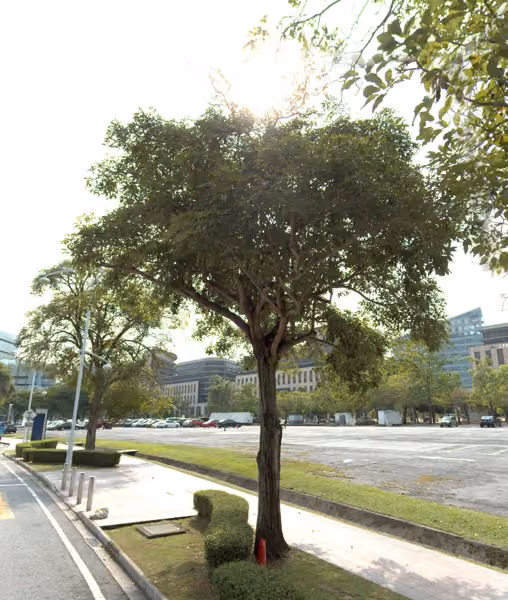 tree photo
