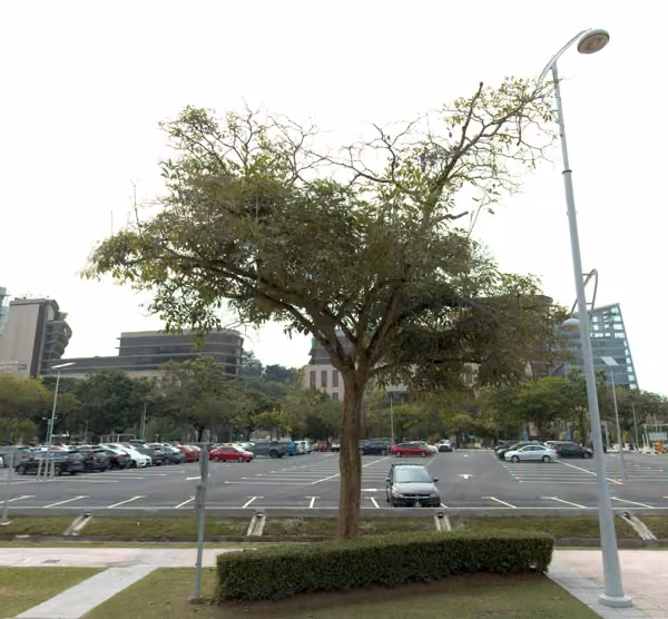 tree photo