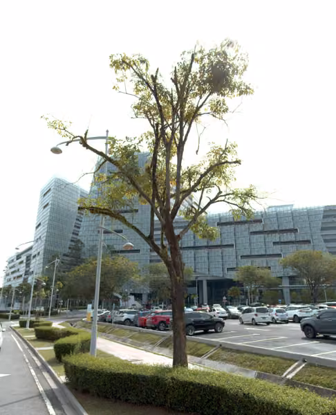 tree photo