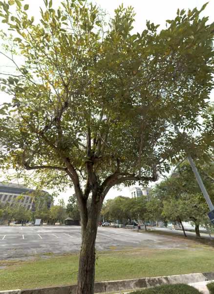 tree photo